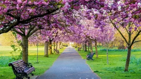 Blossom Park