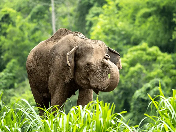 Elephant Nature Park