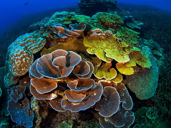 Coral Island (Koh Larn)