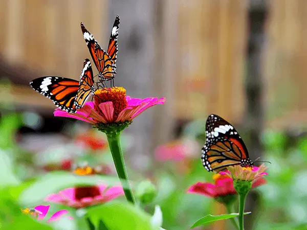 Butterfly Garden