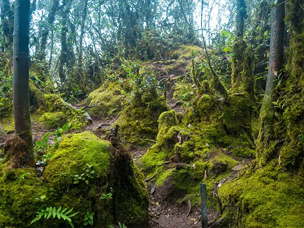 Mossy Forest