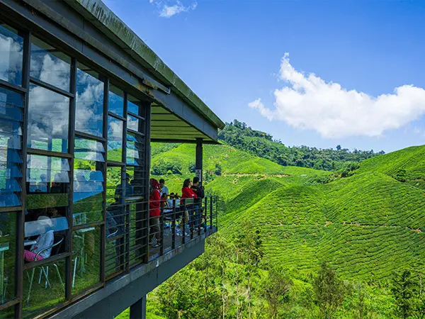 BOH Tea Plantation