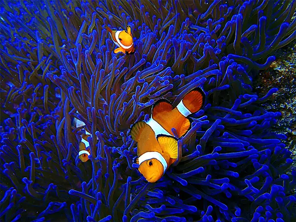 Tunku Abdul Rahman Marine Park