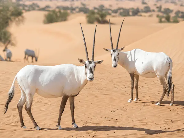 Dubai Desert Conservation Reserve
