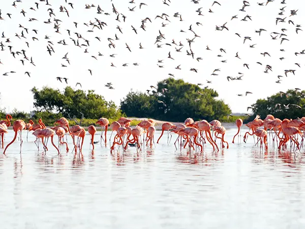 Al Zorah Nature Reserve