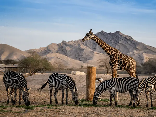 Al Ain Zoo