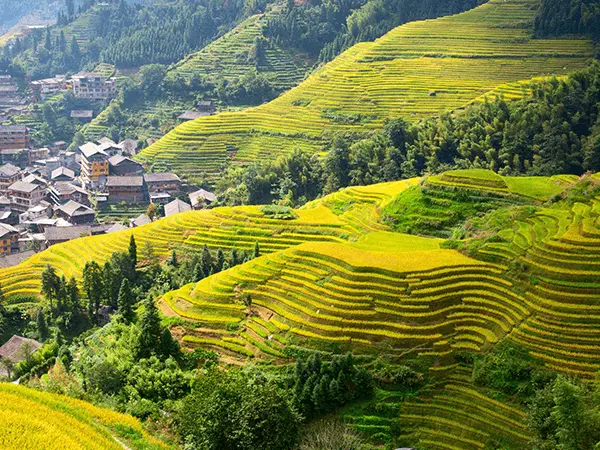 Longji Rice Terraces