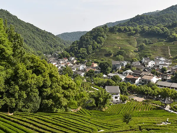 Longjing Tea Village