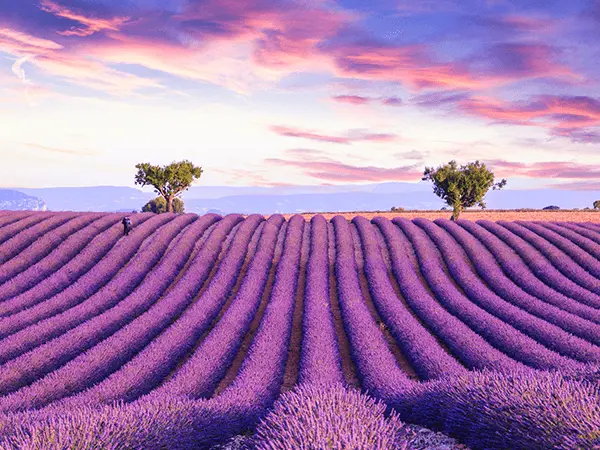 Valensole Plateau