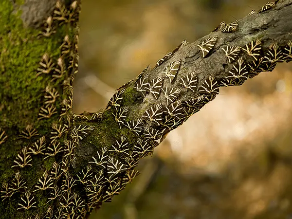 Valley Of Butterflies
