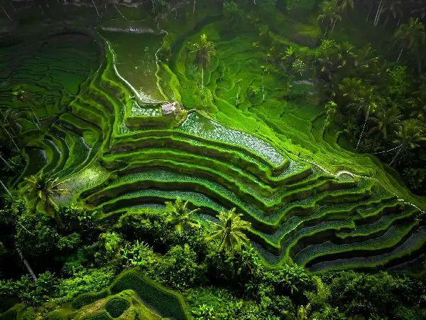 Tegalalang Rice Terraces