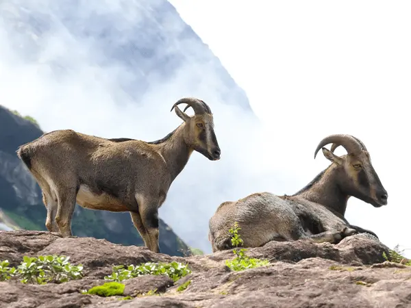 Eravikulam National Park