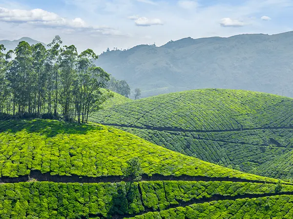 Tea Plantations
