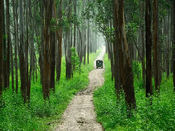 Wayanad Wildlife Sanctuary