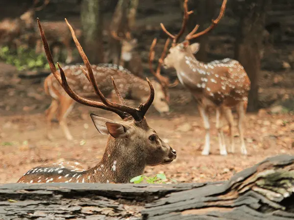 Neyyar Wildlife Sanctuary