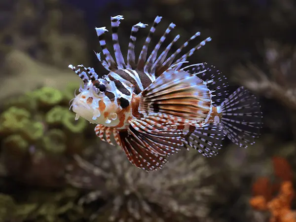 Vizhinjam Marine Aquarium