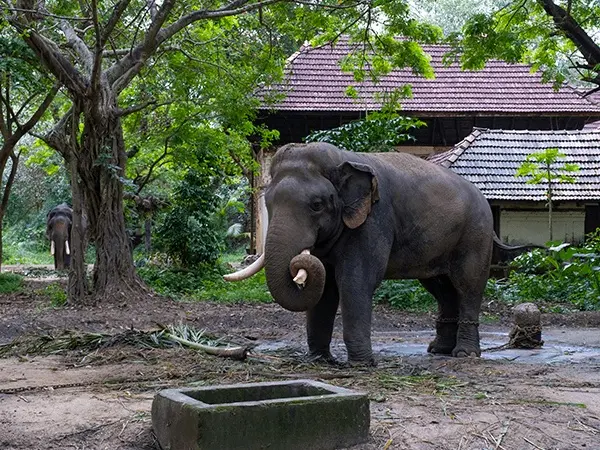 Punnathur Kotta Elephant Sanctuary