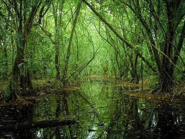 Kumarakom Bird Sanctuary
