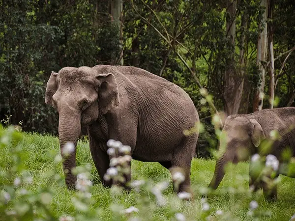 Periyar National Park & Wildlife Sanctuary