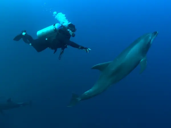 Dolphin Dive Centre