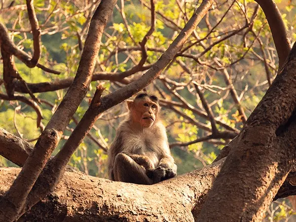 Mollem National Park