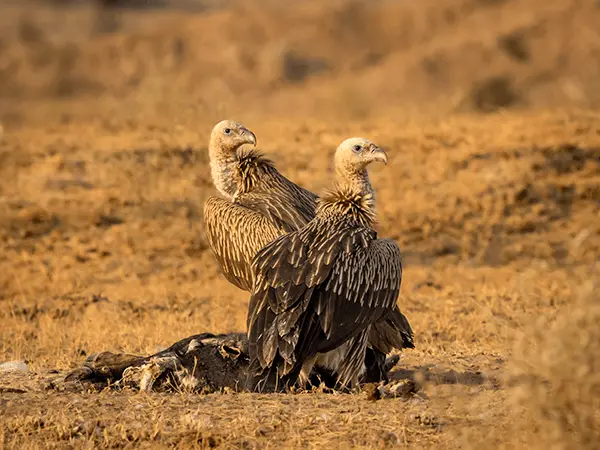 Desert National Park