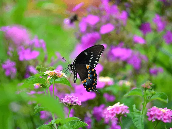 Butterfly Garden
