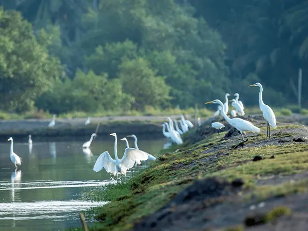Kadalundi Bird Sanctuary