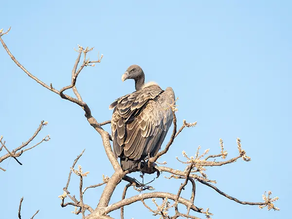 Sasan Gir Interpretation Zone