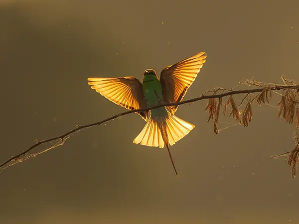 Nalsarovar Bird Sanctuary