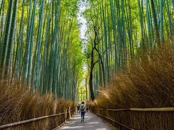 Arashiyama Bamboo Grove