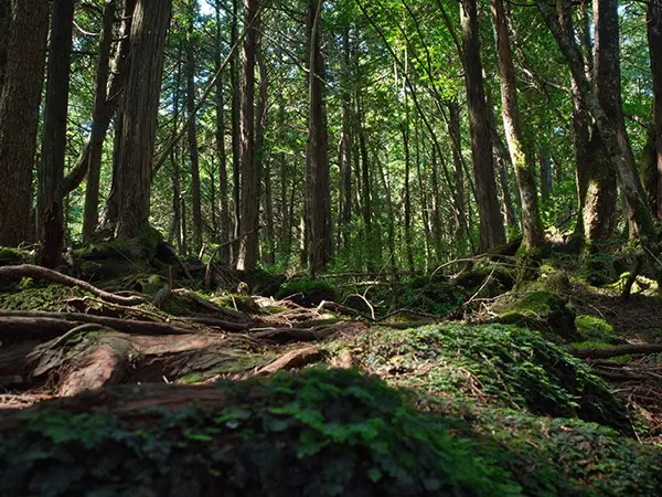 Aokigahara Forest