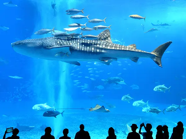 Churaumi Aquarium