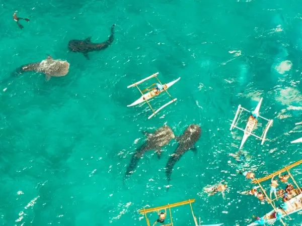 Oslob Whale Sharks