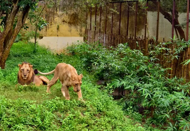 Nandankanan Zoological Park