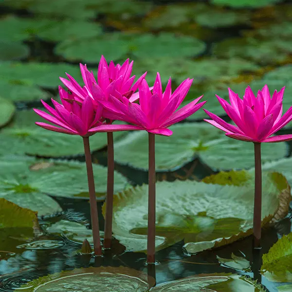 Kumarakom & Kottayam