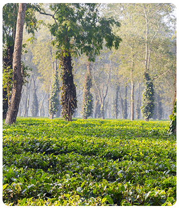 Assam Tourism