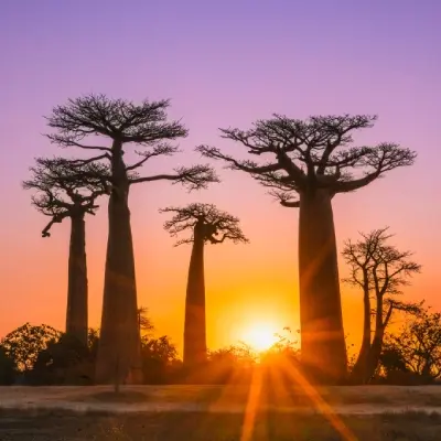 intersight Madagascar