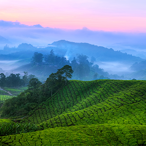 intersight Cameron Highlands