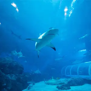 intersight S.E.A. Aquarium