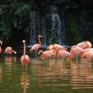 intersight Singapore Zoo
