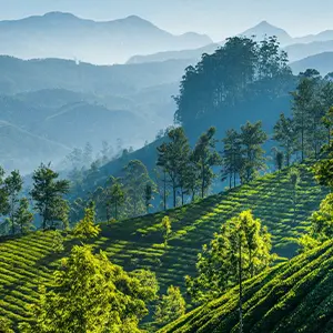 intersight Munnar