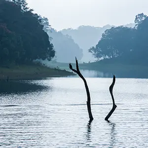 intersight Thekkady