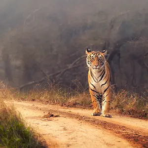 intersight Ranthambore