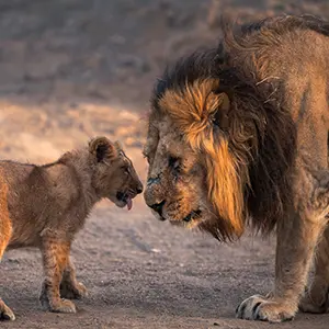 intersight Gir National Park