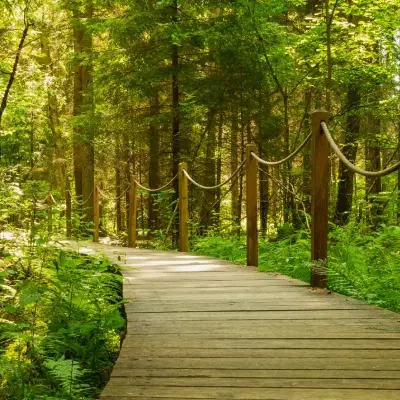 intersight Białowieża Forest