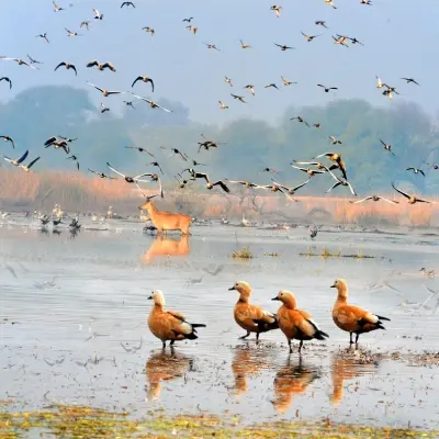 intersight Sultanpur Bird Sanctuary