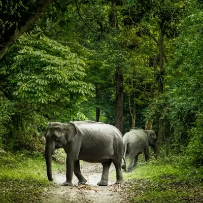 intersight Kaziranga National Park