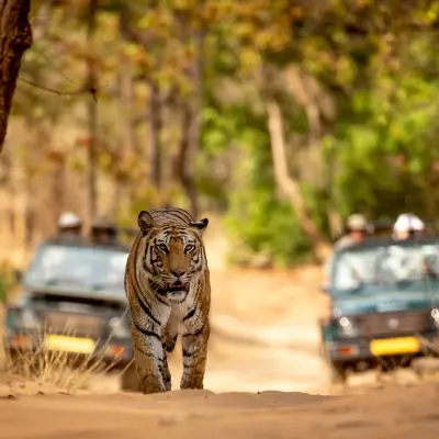 intersight Bandhavgarh National Park