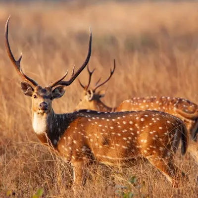 intersight Kanha National Park